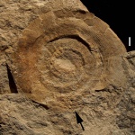 Крупный Uraloceras со шрамом, возможно, оставленным геликоприоном