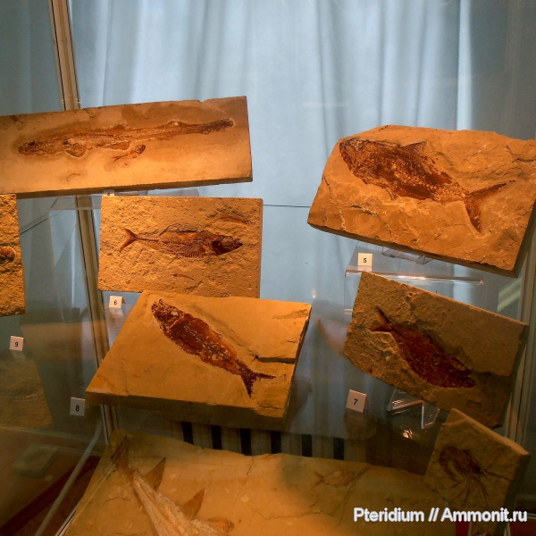 мел, выставки, Ливан, костистые рыбы, коллоквиум, Cretaceous