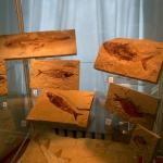 Часть экспозиции выставки "Доисторический аквариум"