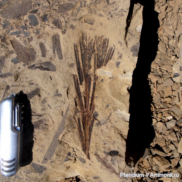 пермь, Урал, гинкгофиты, палеоботаника, коллоквиум, Mauerites, Permian