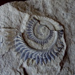 Helicoprion bessonowi Karpinsky