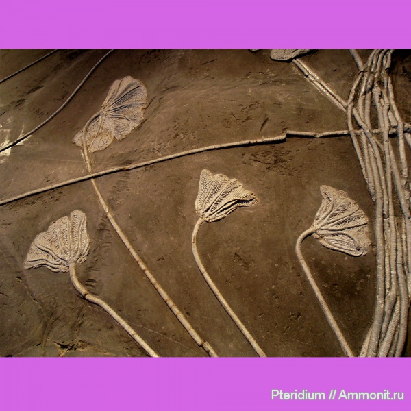 триас, Китай, музеи, криноидеи, Crinoidea, Traumatocrinus, Triassic