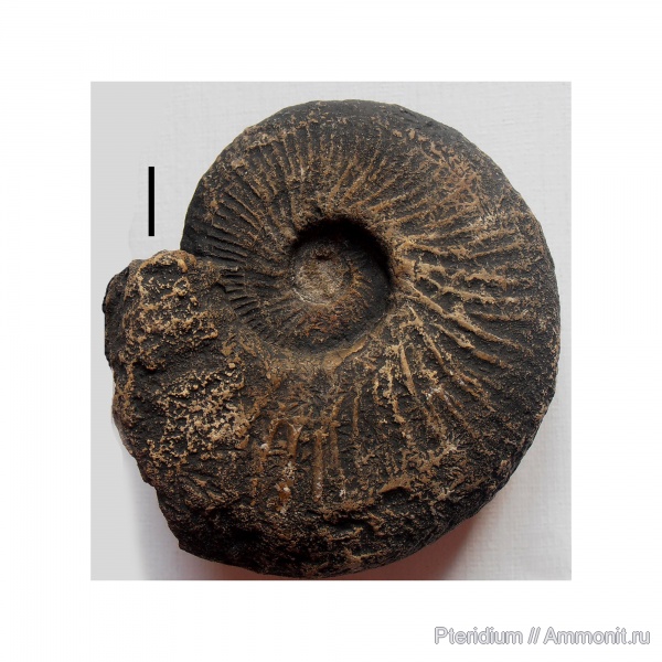 нижний мел, Крым, готерив, Lyticoceras, Hauterivian, Lower Cretaceous, нижний готерив