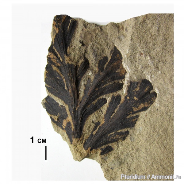 птеридоспермы, Пермский край, пермская система, палеоботаника, кунгурский ярус, Gracilopteris птеридоспермы, Пермский край, пермская система, палеоботаника, кунгурский ярус, Gracilopteris