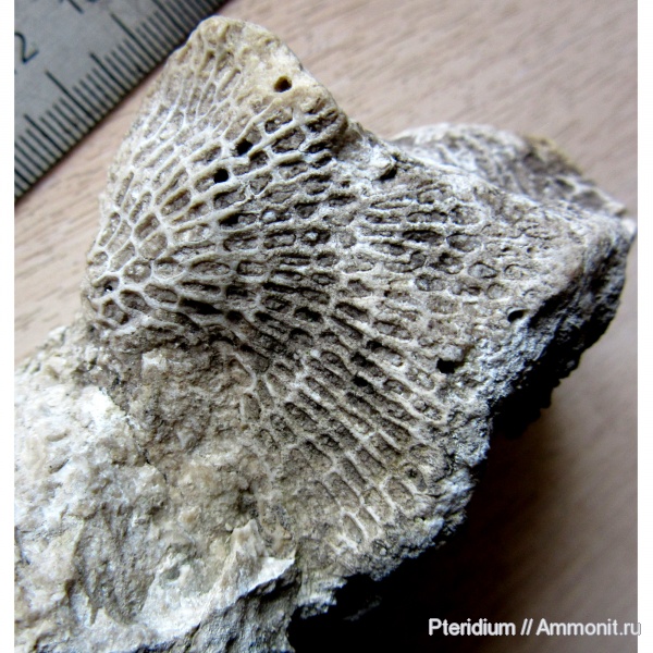 мшанки, Polypora, Урал, Пермский край, артинский ярус, пермская система мшанки, Polypora, Урал, Пермский край, артинский ярус, пермская система