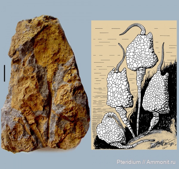 иглокожие, ордовик, Чехия, Dendrocystites, Dendrocystites sedgwicki, Бероун, Homoiostelea