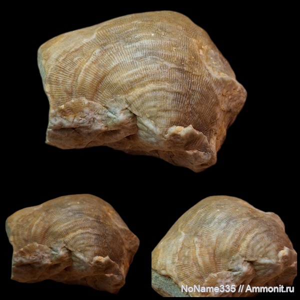 брахиоподы, карбон, каменноугольный период, продуктиды, Productida, Striatifera