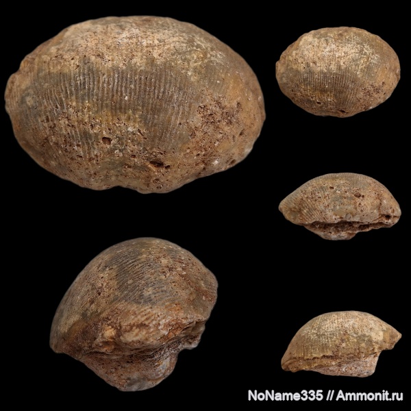 брахиоподы, карбон, каменноугольный период, Semiplanus, Productida