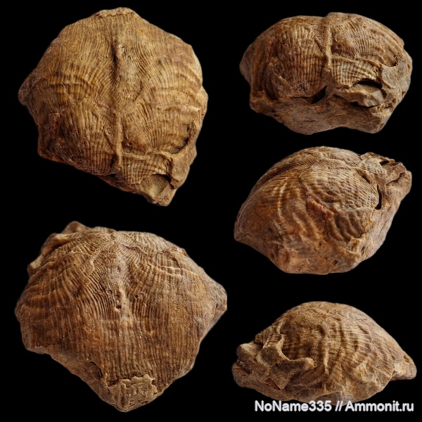 брахиоподы, карбон, каменноугольный период, Productida, Striatifera