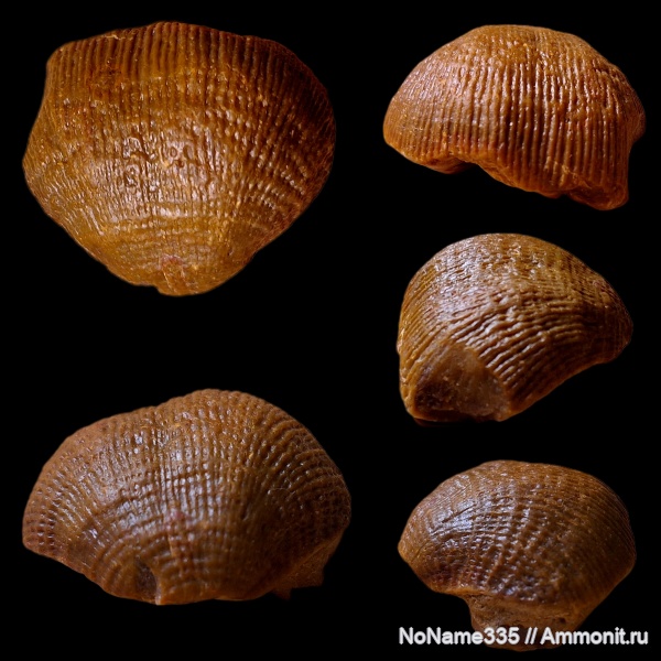 брахиоподы, карбон, каменноугольный период, Admoskovia, Productida