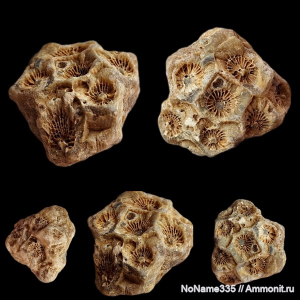 карбон, кораллы, каменноугольный период, Actinocyathus