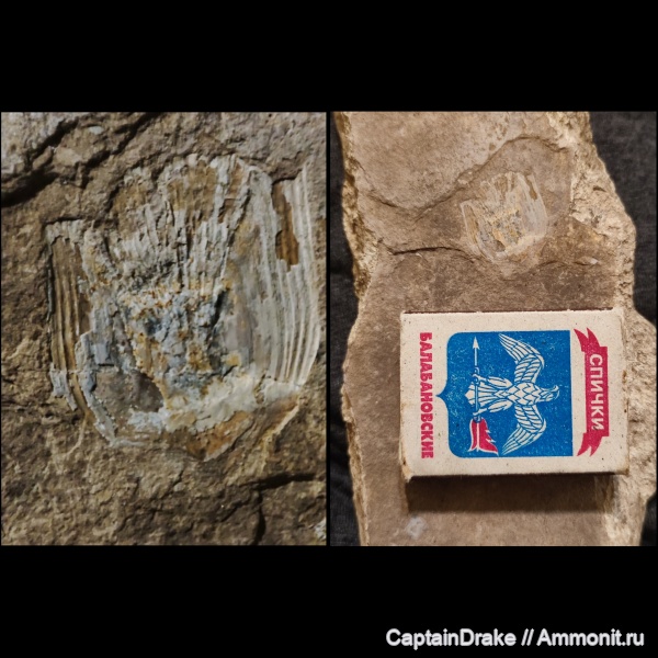 Находка с горы Бештау