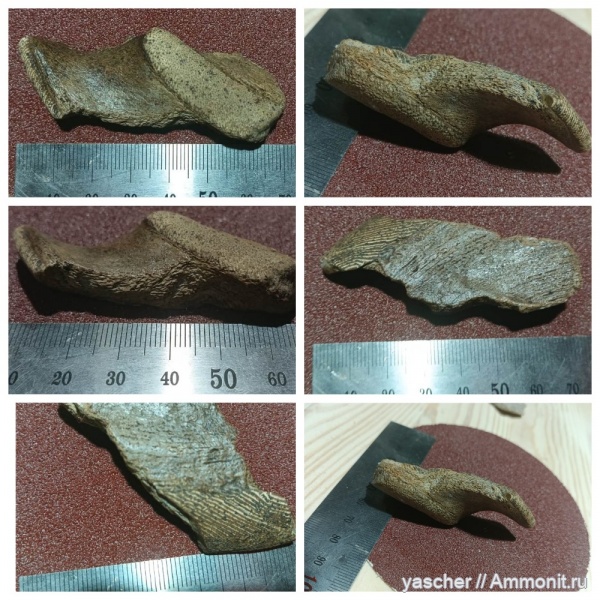 химеры, Elasmodus, Elasmodus sinzovi