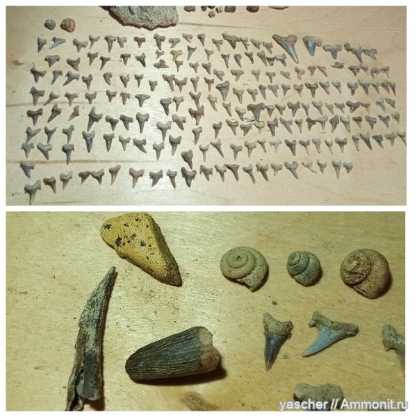 гастроподы, зубы акул, зубная пластина химеры и зуб плезиозавра