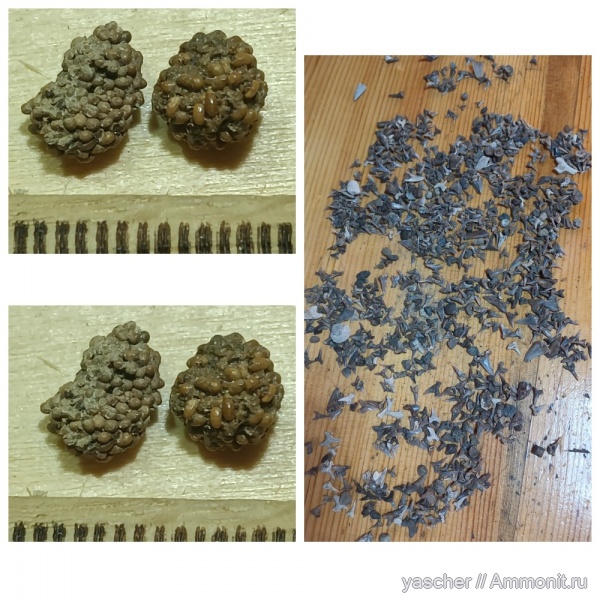 копролиты, сеноман, Фекальные пеллеты, пеллеты