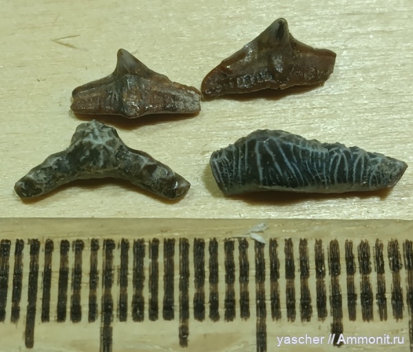 сеноман, Polyacrodus, Cederstroemia