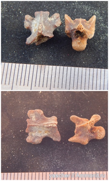 сеноман, Dolichosauridae