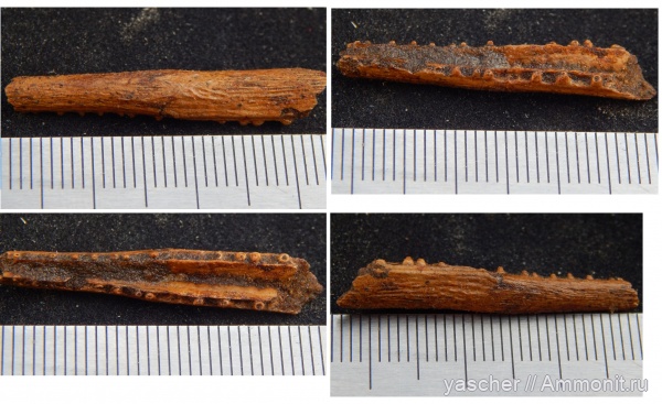 сеноман, Belonostomus