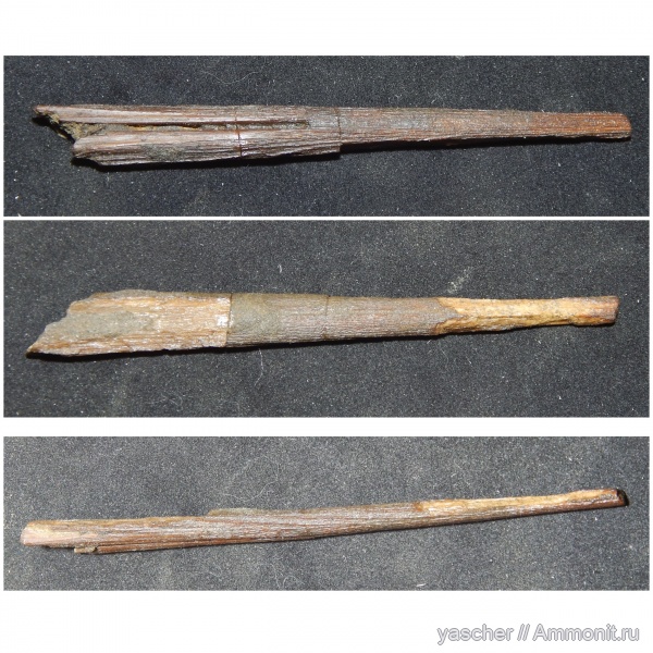 сеноман, rhamphoichthys