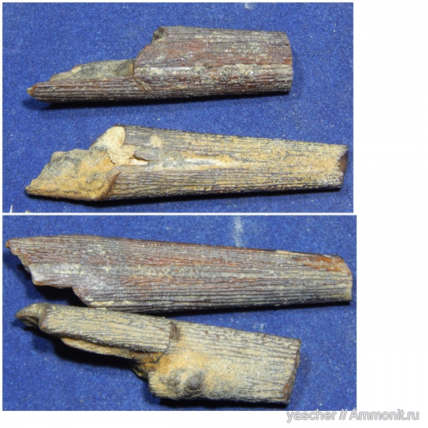 рыбы, сеноман, rhamphoichthys