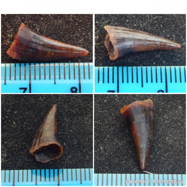 рыбы, сеноман, Pachyrhizodus