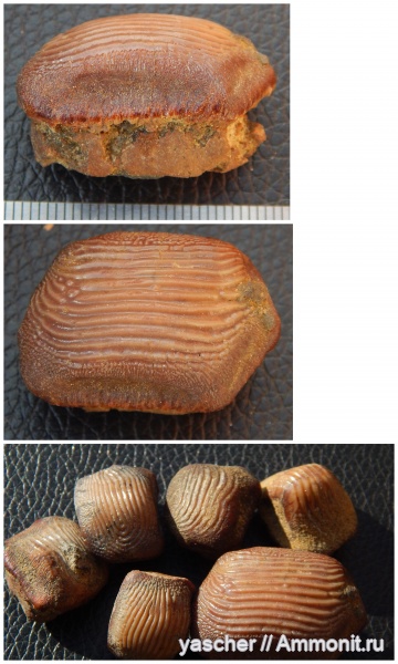 рыбы, сеноман, Ptychodus, Ptychodus mammillaris, Ptychodus decurrens, Ptychodus decurrens multistriatus