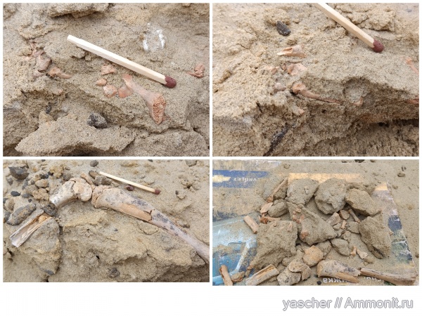 птерозавры, сеноман, Pterosauria, Тамбовская область, Pterosaurus