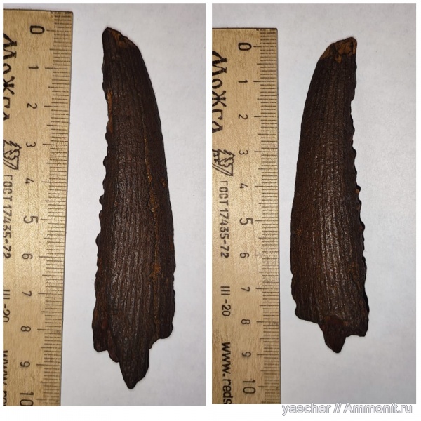 сеноман, плавниковые шипы, Тамбовская область