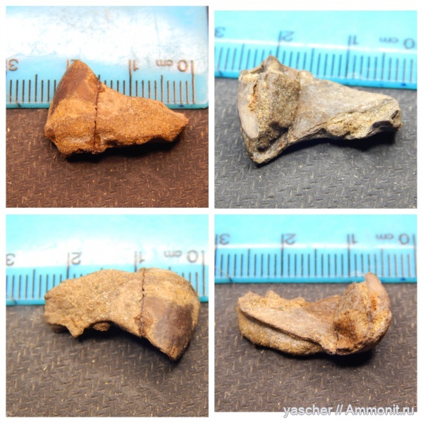 сеноман, Coleoidea, cephalopod jaws, Тамбовская область, челюсти головоногих