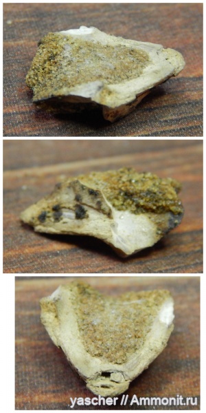 альб, колеоидеи, Тамбовская область