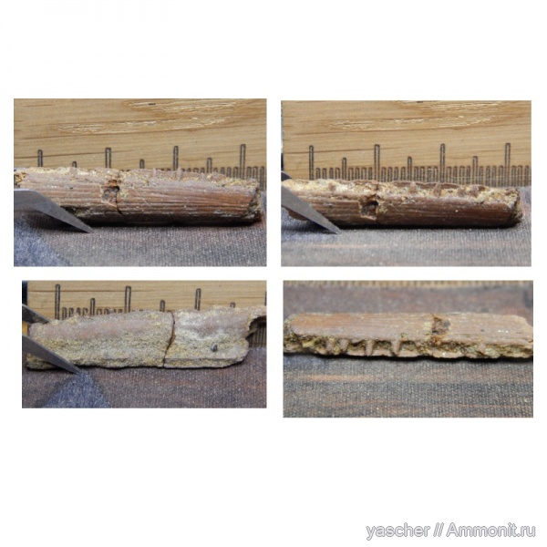 рыбы, коньяк, Тамбовская область