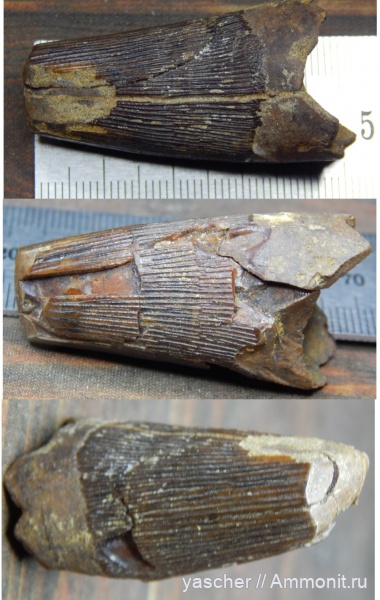 Pliosaurus, коньяк, Тамбовская область