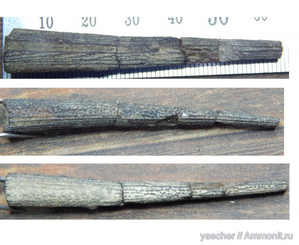 рыбы, коньяк, Тамбовская область, Ramphoichthys