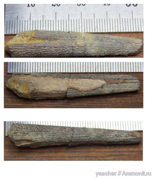 сеноман, Тамбовская область, rhamphoichthys