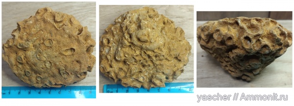 губки, сантон, Tremabolites, Тамбовская область