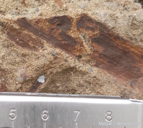 карбон, растения, Карачаево-Черкессия