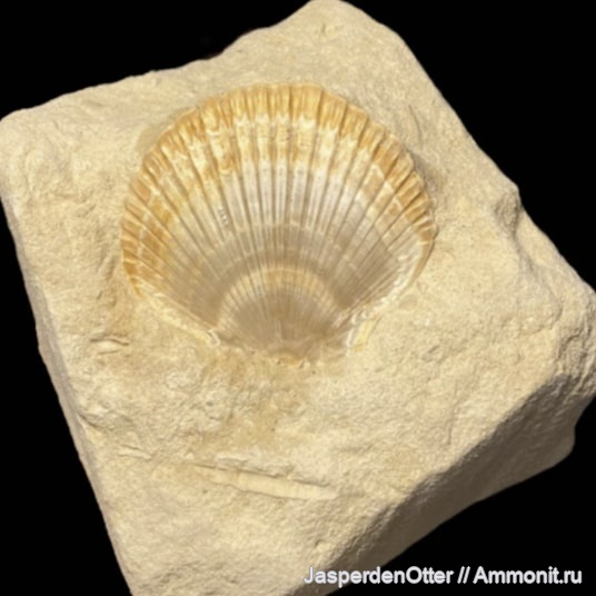 двустворчатые моллюски, маастрихт, Neithea regularis