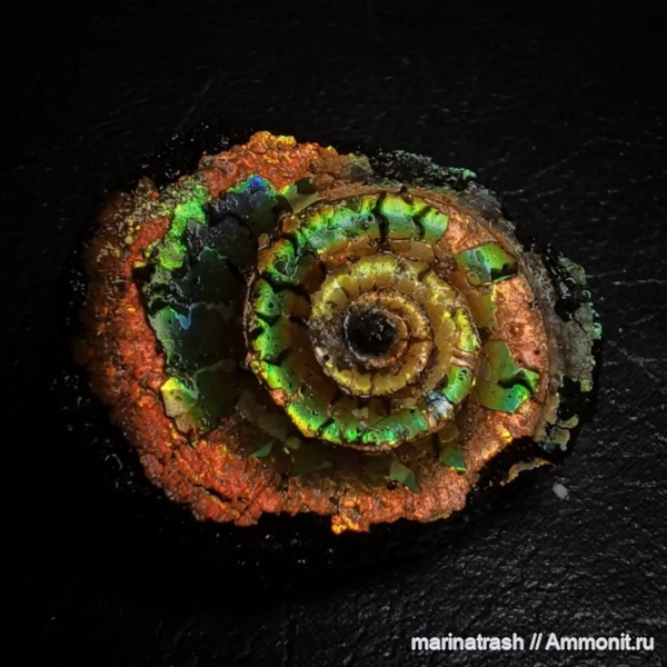 аммониты