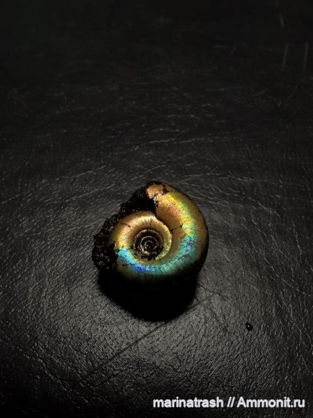 Kachpurites, Kachpurites fulgens