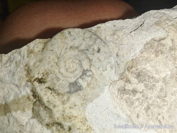 аммониты, мел, верхний мел, Hauericeras sulcatum, КМВ, Ессентуки, Hauericeras