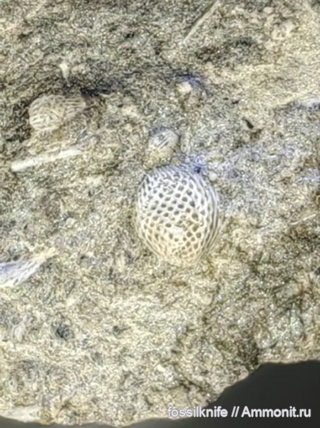 пермь, простейшие, Кавказ, радиолярии, Radiolaria, Балка Никитина