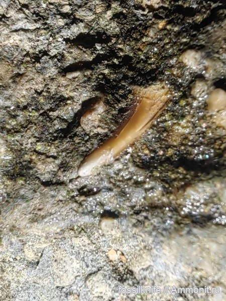 юра, рыбы, байос, р. Белая