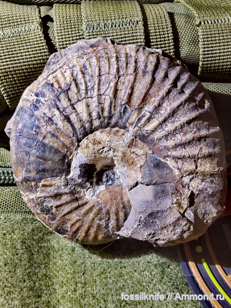 Меловые аммониты Краснодарского края и респ. Адыгея