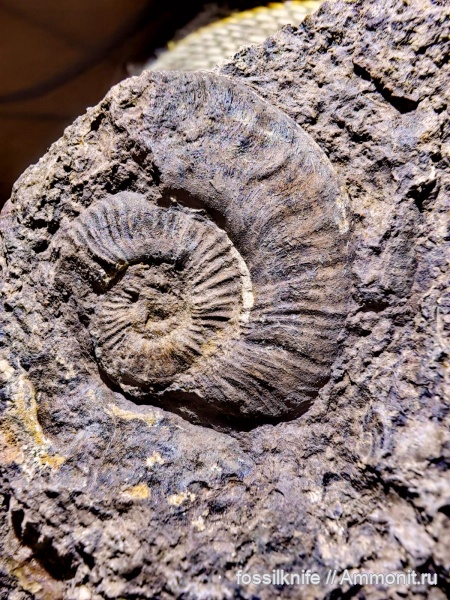 тоар, Адыгея, Pleydellia, pleydellia lugdunensis, зона pseudoradiosa