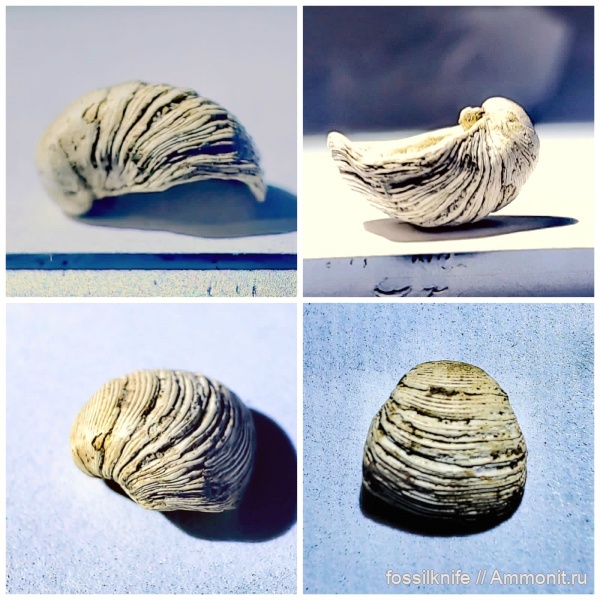 Чокрак, р. Апчас, Corbulidae, Varicorbula