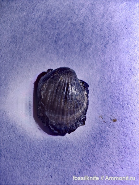 пермь, brachiopoda, Краснодарский край, Globiella, Linoproductidae, Балка Никитина