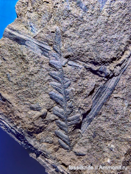 карбон, Pecopteris, Pecopteris mironovana