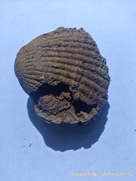 миоцен, двустворчатые моллюски, Cardiidae, Таманский п-ов