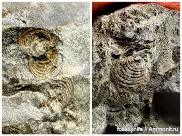 плинсбах, bivalvia, Posidonia, Posidonia buchii