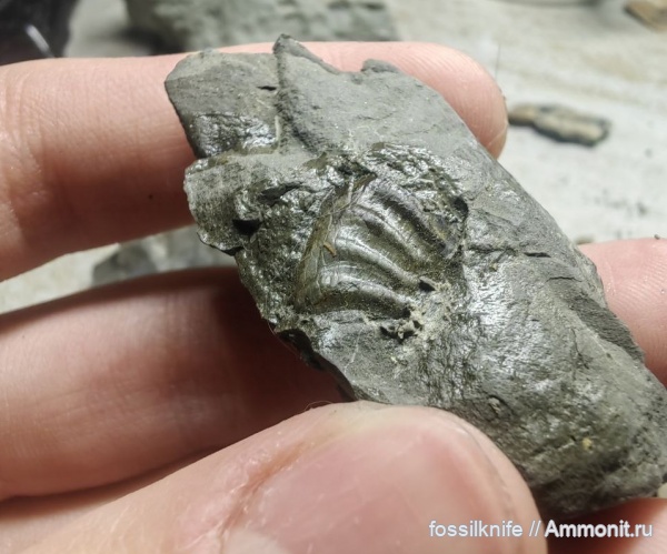 Ammonoidea, Amaltheus margaritatus, Amaltheus